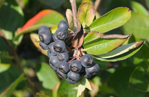 Görenler üzüm sanıyor ama kanserle savaşan bu meyvenin adını daha önce duymadınız