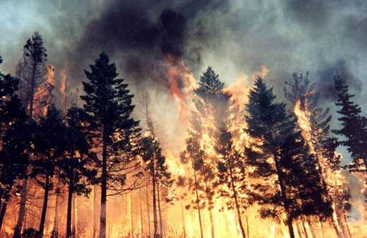 Aydos Ormanı'nda korkutan yangın!