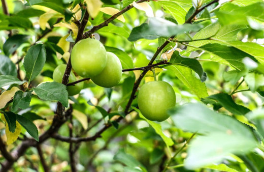Erik bekleyenlere müjdeli haber! Fiyatı düşüyor Bakın şu an kaç para