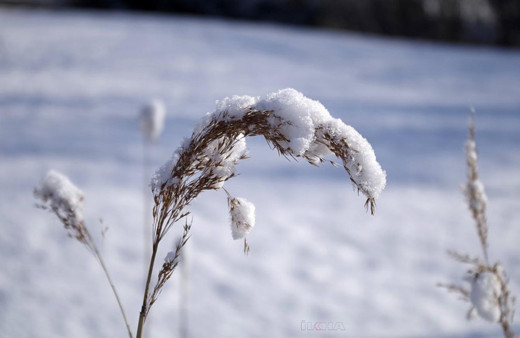 Meteorolojiden 'zirai don' uyarısı!