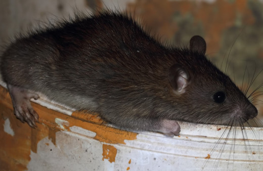 İngiltere'de hapishaneye ölü sıçanlarla uyuşturucu ve cep telefonu sokuldu