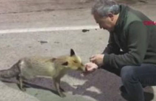 Aç kalan tilkiyi elleriyle besledi