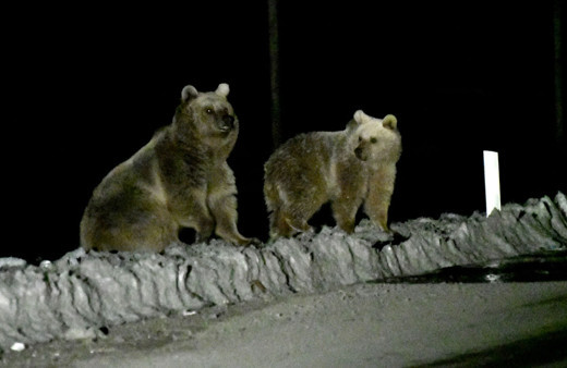 Kış uykusundan uyanan bozayılar çöplüğün yolunu tuttu