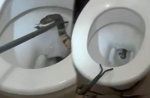 Dehşet anlar! Klozete oturan çocuğa kobra yılanı saldırdı