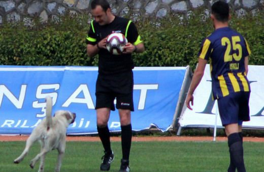 Muğla'da sahaya önce köpek sonra taraftar girdi!