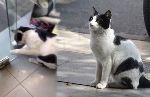 Patisiyle kapıyı açan kedi fenomen oldu