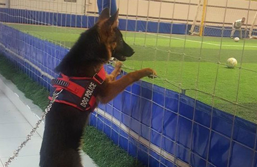 Futbol düşkünü Alman kurdu 'Lucy'nin maç keyfi