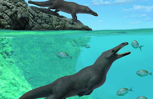 43 milyon yıllık balina fosili bulundu! Meğer karada yürüyebiliyormuş