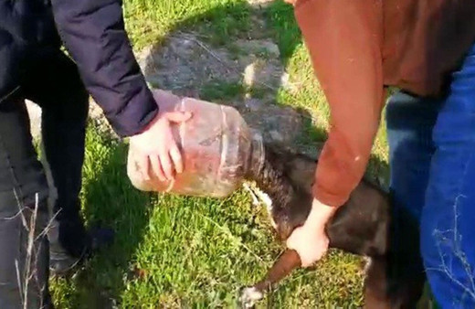 Kafası bidona sıkışan köpeği vatandaşlar kurtardı