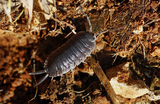 Saman nezlesi için böcek yiyorlar!