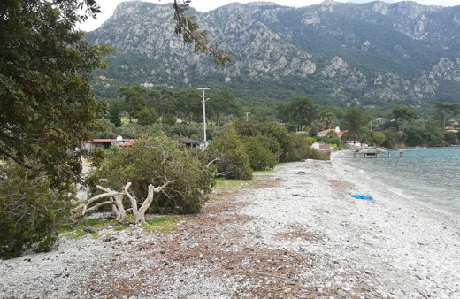 Muğla'nın dünyaca ünlü Akbük Koyu'nda ağaç katliamı