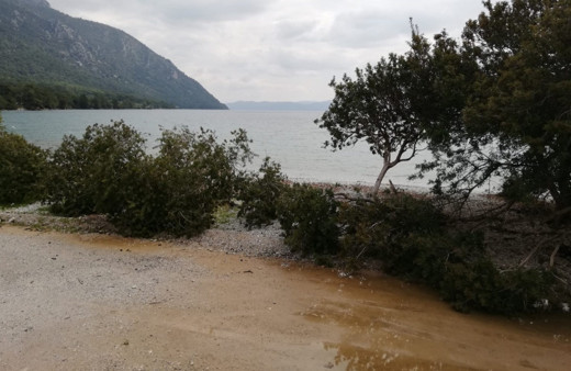 Muğla'nın dünyaca ünlü Akbük Koyu'nda ağaç katliamı