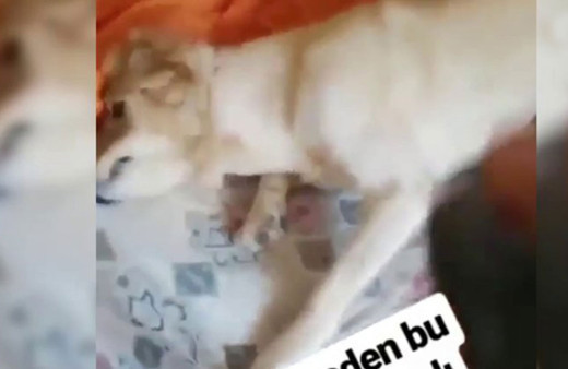 Köpeğe ve papağana zalimce işkence etti Utanmadan paylaştı