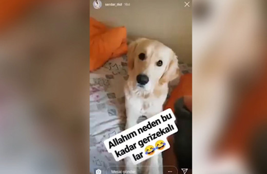 Köpeğe ve papağana deodorantla işkence yaptı sosyal medya ayağa kalktı