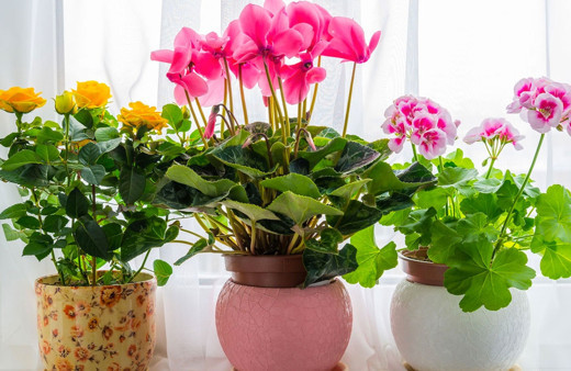 Çiçeklerin yaprakları neden eğilir işte toprak sulama yöntemi