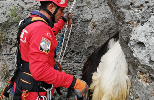 Mahsur kalan keçiler 5 saat süren operasyonla sağlıklı bir şekilde kurtarıldı