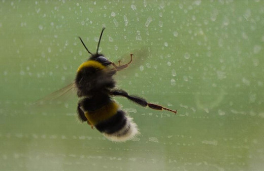Enfeksiyon kapan gözünden canlı arılar çıkarıldı
