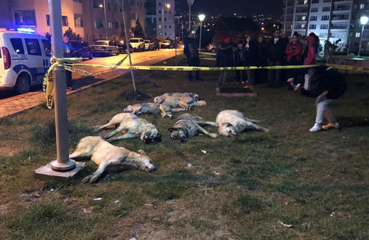 Ankara'yı ayağa kaldıran hayvan katliamı