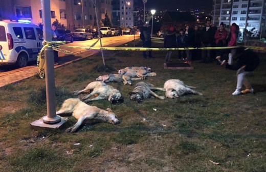 Ankara'daki köpek katliamında istenen cezalar belli oldu