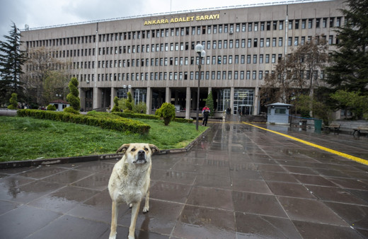Ankara'da köpekleri zehirleyen 3 kişi için şaşırtan karar