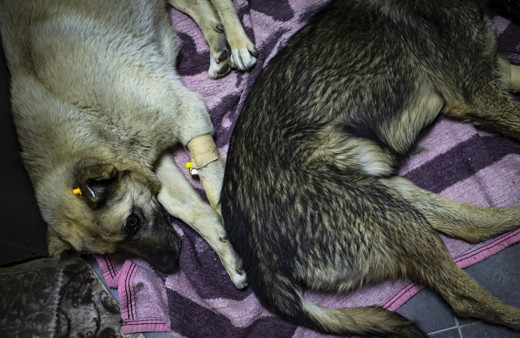 Ankara'daki köpek katliamında 3 kişinin serbest bırakılmasına savcıdan itiraz