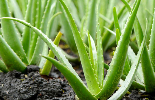 Doğal şifa kaynağı aloe vera nedir cilde faydaları saymakla bitmiyor