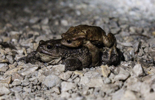 5 bin yıldır çiftleşmek için geliyorlar! Kurbağalara alt geçit yapılıyor