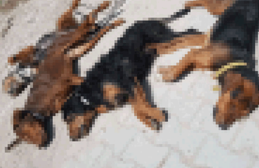 Bu kez Kütahya'da katliam 10 köpek öldü