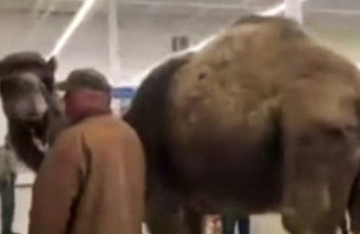 Devesi ile Petshopa giren adam sosyal medyada viral oldu