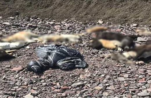 Yine Ankara yine köpek katliamı