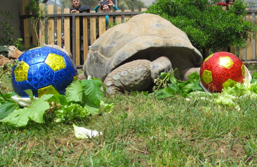 99 yaşına giren kaplumbağa Tuki'nin derbi tahmini