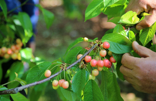 Manisa’da kirazın ilk hasadı yapıldı yakında sofralarda olacak