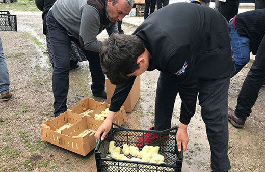 Seçim vaadi diye binlerce civciv dağıttı