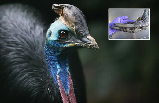 Besle kargayı oysun gözünü durumu! Adama deve kuşu öldürdü