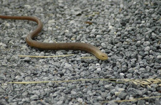 İzmir ve Aydın'da önemli uyarı: Sakın öldürmeyin