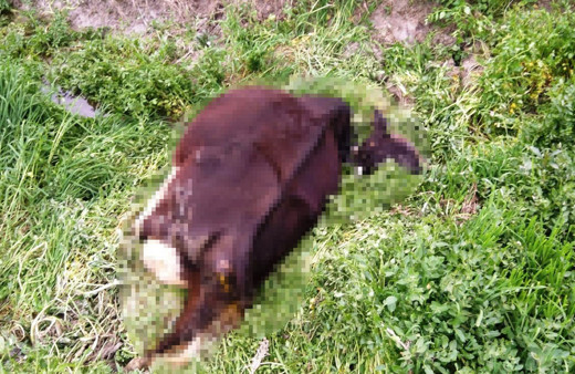 Yaşlı kadın sulama kanalında telef olan ineği için dakikalarca ağladı