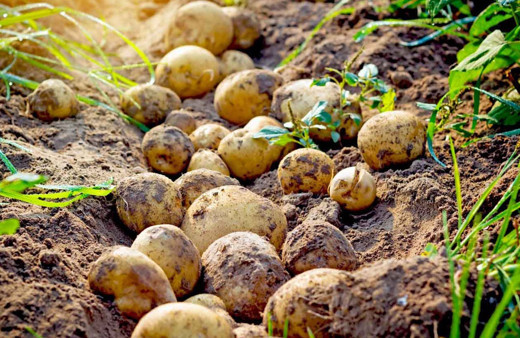 Patates fiyatları için yeni vergi adımı sıfır gümrük uzatıldı