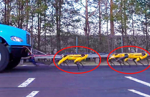 Kamyon çekebilen yeni robot: SpotMini