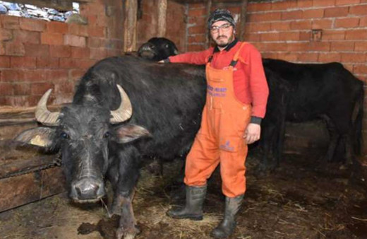 Mandalara yaptığı yöntemle daha kaliteli süt üretiyor