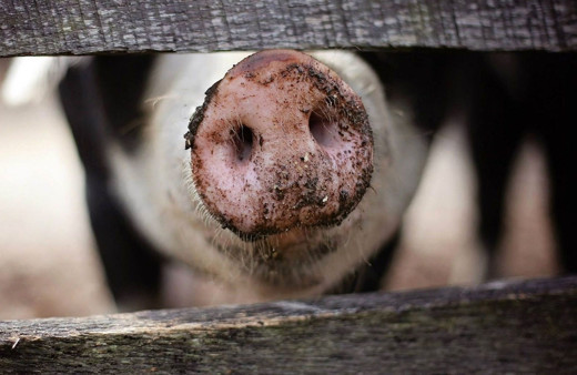 ABD'de domuzdan insana organ nakli deneyi ilk kez başarıyla sonuçlandı