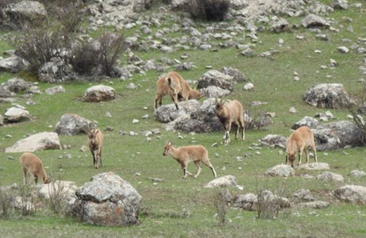 Dağ keçileri sürü halinde otlarken görüntülendi