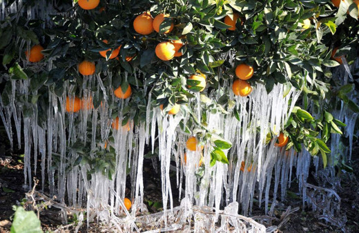Antalya için meteorolojiden zirai don uyarısı geldi