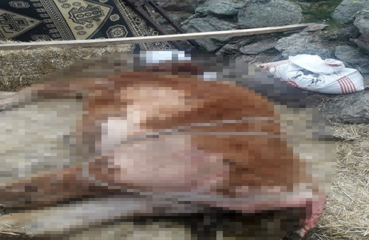 Çankırı 3 gündür kurtarılması beklenen gebe inek telef oldu