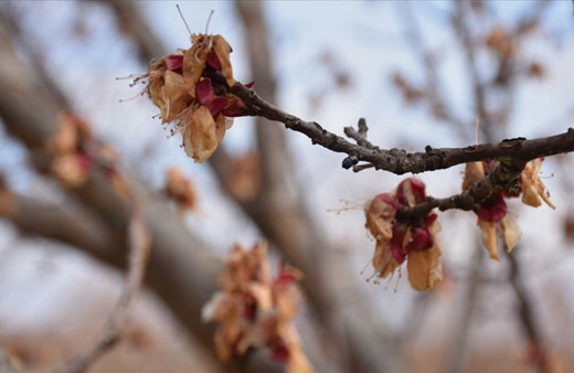 Meteorolojiden o bölgelere 'zirai don' uyarısı!