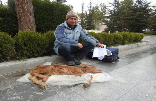 Buzağısına otopsi istedi