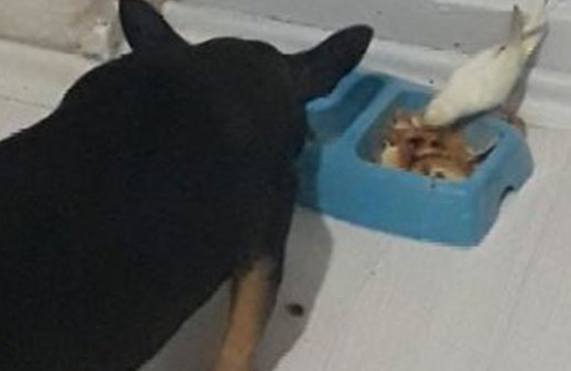 Muhabbet kuşu ile köpeğin dostluğu