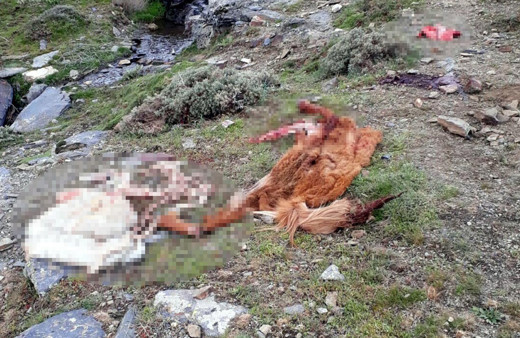 Manisa'da kamyonette 800 kilo at eti ile yakalandılar!