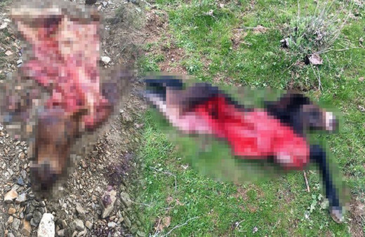 Manisa'da vahşet! Atları öldürüp parçalara ayırdılar