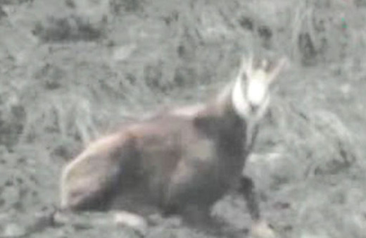 Yaban keçisinin dağcıya tepkisi