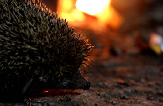 Kurtardığı kirpiyle dost oldu